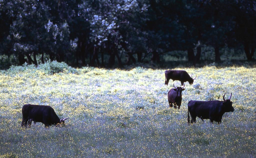 Vila L'Enclos Du Micocoulier Boissières Exteriér fotografie